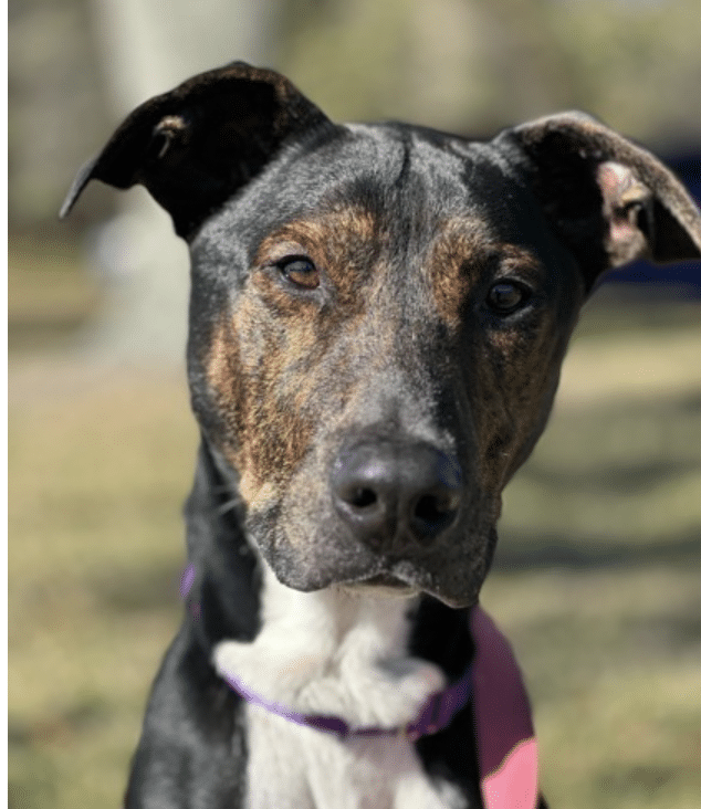 Jo Jo is a brown, wjhite, and black mixed breed available for adoption at Nassau Humane Society in Fernandina Beach, FL near Jacksonville.